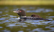 Common loon in Maine with babies