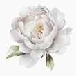 Peony flower realistic watercolor illustration on white background. Generative AI.