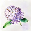 Watercolor art of beautiful lilac bouquet. Botanical sketch.
