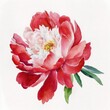 Red peony flower. Watercolor illustration on paper. Realistic. Generative AI.