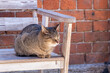 Adorable cat sleeps on an outdoor wooden bench close-up.