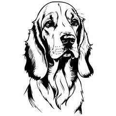 Wall Mural - Basset Fauve de Bretagne portrait isolated hand drawn animal illustration, transparent background