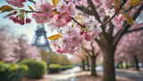 Fototapeta  - Sakura (prunus serrulata ) blossoming in Paris