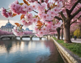 Fototapeta  - Sakura (prunus serrulata ) blossoming in Paris