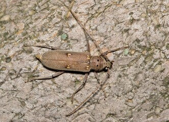 Wall Mural - Lesser Ivory-marked Beetle (Eburia mutica) insect wood borer on tree nature pest control agriculture.	