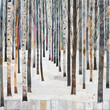 rows of slender almost white birch trees