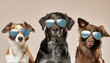 cani con occhiali 