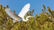 the great egret ardea alba in flight this bird also known as the common egret large egret or great white egret or great white heron