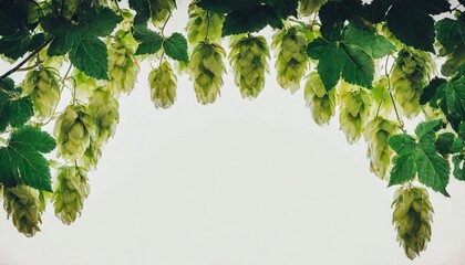 Wall Mural - frame of fresh hops on transparent background with copy space for text