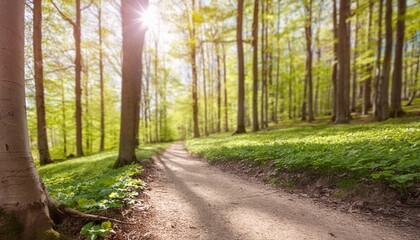 Canvas Print - wanderweg durch grunen wald im fruhling sonne strahlt durchs frische laub