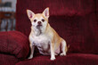 A small dog is sitting on a red couch. The dog is looking at the camera with a serious expression