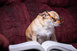 A small chihuahua is sitting on a couch with a book in front of it. The dog is wearing glasses and he is reading the book. The scene is playful and lighthearted