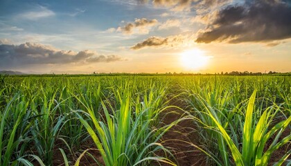 Wall Mural - sugarcane field and cloudy sky at sunset