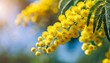 yellow mimosa blooming flower diagonal branch with light background macro