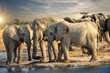 herd of african elephants with baby drinking water at the waterhole at sunset