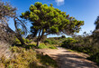 Pine tree shaped by the wind on the hiking trail on Granite Island, Victor Harbor, Fleurieu Peninsula, South Australia