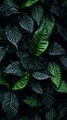 Close Up of Lush Green Plant Leaves