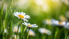 Summer Outdoors Background Glade With Daisies And Grass In The Rays Of Sunlight Beautiful Colorful Artistic Image With Soft Focus At Sunset Illustration Space For Text