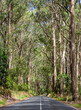 Beautiful eucalyptus tree avenue in the Great Otway National Park, Victoria, Australia