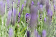 Flora of Gran Canaria - Lavandula dentata, French lavender, naturalized plant natural macro floral background
