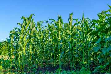 Wall Mural - A field of corn is growing in the sun