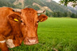 Brown cow portrait in an Alpine landscape in Slovenia
