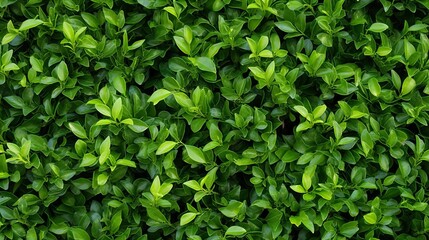 A lush green bush with many leaves