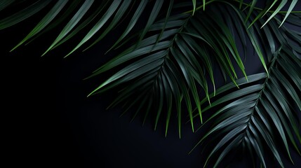 A leafy green plant with a dark background