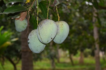 Mango on tree