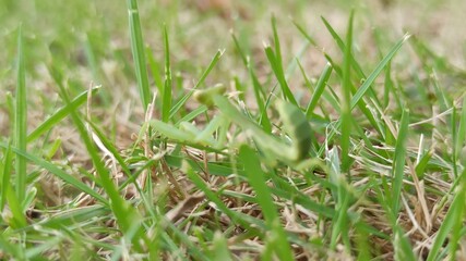 the cute praying mantis