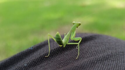 the cute praying mantis