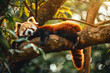 Cute Sleepy Red Panda Lying on a Branch in a Lush Tree