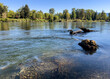 Skagit river with driftwood during spring season
