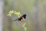 Fototapeta Dmuchawce - Male Eastern Towhee, Pipilo erythrophthalmus, perched on single branch looking green muted background copy space