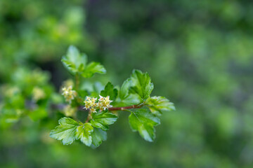 Wall Mural - Defocused abstract texture background of young leaves and flowers emerging on an alpine currant (ribes alpinum) bush in early spring