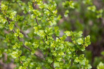 Wall Mural - Defocused abstract texture background of young leaves and flowers emerging on an alpine currant (ribes alpinum) bush in early spring