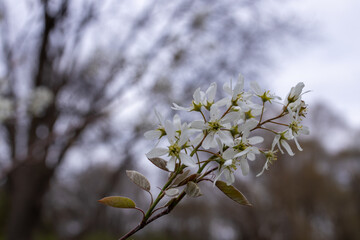 Wall Mural - Defocused abstract texture background of flowers emerging on a serviceberry (amelanchier) tree in early spring
