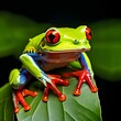 Portrait of a Red-eyed tree frog (Agalychnis callidrya) on a leaf, Indonesia
