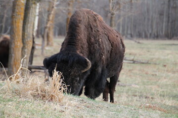 Wall Mural - Bison Gazing, Elk Island National Park, Alberta