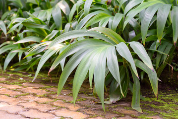 Wall Mural - Abstract background texture of tropical leaves, green palm family