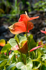 Wall Mural - Anthurium flower decoration in the tropical garden