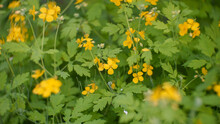 Yellow Greater Celandine Flowers In The Nature