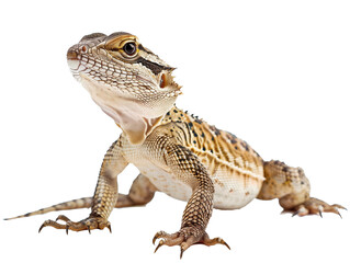 Wall Mural - A Full Body Lizard with a Transparent Background PNG