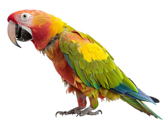 Wall Mural - A Full Body Parrot with a Transparent Background PNG