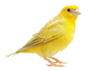 Wall Mural - A Full Body Canary with a Transparent Background PNG