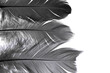 Beautiful feather wool dark black with light abstract background with copy space