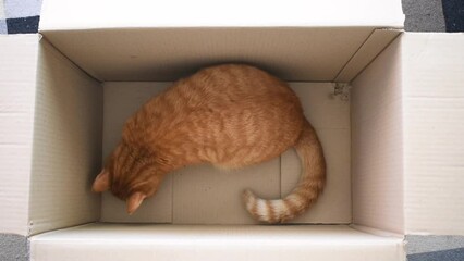 Sticker - Ginger cat playing in a cardboard box. Flat lay top view of tabby cat. 