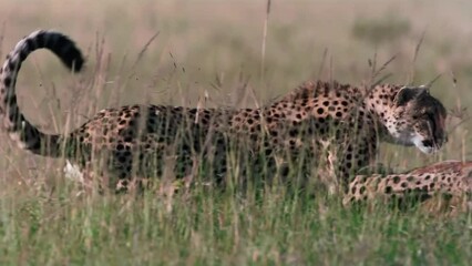Wall Mural - wild cheetah ready to attack prey