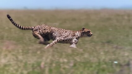 Wall Mural - wild cheetah running slow motion side view