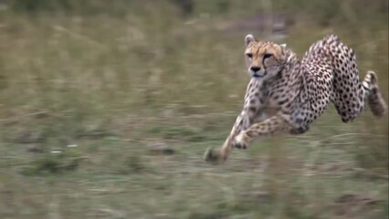 Wall Mural - wild cheetah running top speed